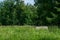 A bench for relaxation stands on a prosperous meadow