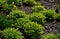 Bench at a retaining wall in a park of black bushes early spring perennials on a high flowerbed path of granite cubes