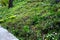 Bench at a retaining wall in a park of black bushes early spring perennials on a high flowerbed path of granite cubes