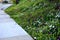 Bench at a retaining wall in a park of black bushes early spring perennials on a high flowerbed path of granite cubes