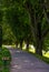 Bench in shade of linden trees