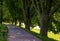 Bench in shade of linden trees