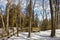 Bench sits empty by a fence in a snowy forest