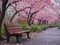 bench in spring park under flowering sacura trees