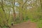 Bench in spring woodland