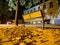 The bench at the square, October night,leaves on the ground