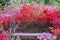 Bench surrounded by royal azalea in Pyunggang Botanical Garden in Pocheon, South Korea