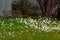 Bench to relax alongside carpets of happy white daisies