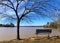 Bench by tree on lake coast