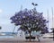 Bench with tree near marina