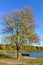 Bench and Tree on the Shore of Lake Cenaiko