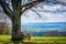 Bench and tree, with view of the Blue Ridge at Dickey Ridge Visitor Center, in Shenandoah National Park, Virginia.