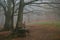 Bench under beech tree in the autumn forest with fog