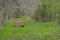 Bench under a moss covered tree