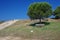 Bench under pine tree