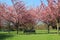 Bench under pink blossoming trees in Greenwich Park