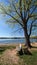 Bench under Serene Blue Sky and Spring Tree