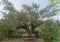 Bench under a shady tree. Tree shading a wooden bench