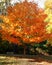 Bench under tree in the fall