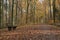 Bench and walk in autumnal wood, Baden