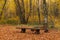 Bench in the woods