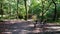 Bench in woods below Roseberry Topping