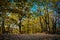 The benches in the forest of Bor`s lake in Serbia