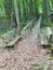 Benches nature forest trees trail