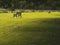 Benches in a park, Green grass, Copy space, Place for relaxation, nobody, tranquil atmosphere