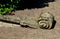 Benches under the retaining wall in an Italian baroque garden. the wall slopes to the side and is finished with a stone carved vol