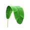 Bend or curved banana plant wild tropical leaf