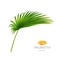 Bend or curved palmetto leaf, tropical flowers