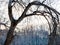 Bended bare willow tree and birch grove in winter