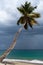 Bended palm tree on the beach with stormy clouds and colorful sea. Travel and vacation concept.