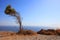 Bended Tree at Ancient Thira