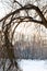 Bended tree on bank of snow-covered frozen river