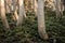 Bending Aspen Trunks in Soft Morning Light