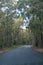 Bending asphalt road in the forest landscape