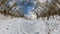 Bending and curvature of 360 space in the winter forest into tiny planet