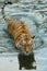 Bending of ginger striatum, tail and blue water. young  tiger with expressive eyes walks on the water bathes, a possible bright