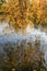 Bending over the water willow branches with yellow leaves and their reflection in water.