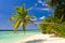 Bending palm tree on tropical beach