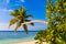 Bending palm tree on tropical beach