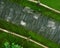 Bending stone path, Japanese Garden