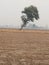 Bending Tree at village in farm in India