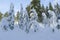 Bending Trees Covered with Snow