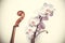 Bending violin fretboard and orchid flower on white background. Abstract composition combining the beauty of nature and art