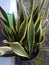 The benefit  of sansevieria is filter indoor air, even at night