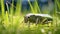 The Benefits Of Cricket: Exploring The Grasshopper\\\'s Role In Nature