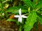 The benefits of this kitolod flower can be used to help treat various eye disorders such as being used as eye drops. (3)